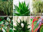 tanaman-yang-bikin-udara-sehat-dan-segar-collective-evolutioncom_20180326_090353.jpg