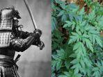 tanaman-yang-jadi-rahasia-awet-muda-samurai-jepang-ternyata-tumbuh-di-mojokerto.jpg