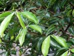 tanaman_20180522_014955.jpg