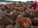 tandan-buah-kelapa-sawit_20180523_151956.jpg