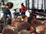 Dukung Keberlanjutan Usaha Kelapa Sawit, Sertifikasi ISPO Hulu Hingga Hilir Terus Didorong