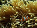 tanjung-putus-lampung-snorkeling-diving_20150525_155643.jpg