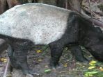 tapir_20170302_182650.jpg