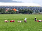 targetkan-produksi-padi-2017-mencapai-77-juta-ton_20170212_121325.jpg