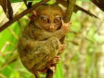 tarsier-togean.jpg