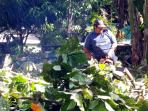 tebang-pohon_20160827_120303.jpg