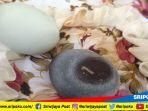telur-bebek-berwarna-hitam-bertuliskan-angka-1-dihargai-rp-1-miliar-di-palembang.jpg
