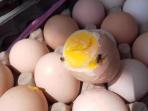 telur-busuk_20160608_162856.jpg