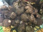 tembus-ekspor-talas-beku-frozen-taro-ke-jepang-sulsel-terus-tingkatkan-produksi-talas.jpg
