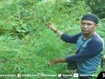 temuan-ladang-ganja-satu-hentare-di-kepulauan-meranti.jpg