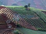 terasiring-majalengka_20160220_105343.jpg