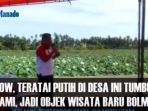 teratai-putih-di-desa-ini-tumbuh-alami-jadi-objek-wisata-baru-bolmut_20170121_164350.jpg
