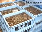 teripang-jepang-yang-dicuri_20180609_131859.jpg