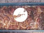 teripang-jepang_20181001_104850.jpg