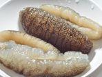 teripang-segar-nih3.jpg