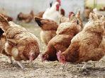 ternak-ayam12345.jpg