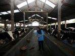 ternak-sapi_20180507_161723.jpg