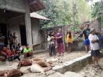 ternak-warga-mati-diserang-anjing-liar_20170910_125028.jpg
