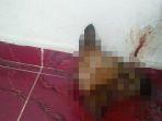 teror-kepala-anjing-di-rumah-pejabat-kejati-riau.jpg