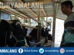 teror-sapi-mati1.jpg