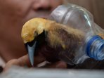 tersangka-dan-bb-penyelundupan-burung_20160426_154544.jpg