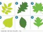 tes-kepribadian-memilih-daun.jpg
