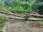 tiang-listrik-patah-terkena-pohon-tumbang.jpg