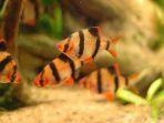 tiger-fish-atau-ikan-elang.jpg