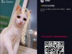 tiktok-sticker-festival.jpg