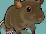 tikus-GAMBAR.jpg