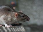 tikus-adalah-hama-dan-sumber-penyakit-di-rumah-anda-shutterstock.jpg