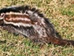 tikus-berjambul-satu-satunya-jenis-tikus-beracun-di-dunia_20180426_180839.jpg
