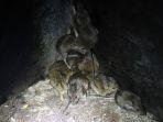 tikus-di-ladang-gandum-new-south-wales-australia-s.jpg