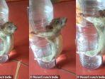 tikus-disiksa-di-india.jpg