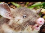 tikus-hidung-babi_20151006_232744.jpg