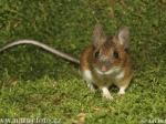 tikus-lapangan.jpg