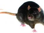 tikus_20150303_191021.jpg