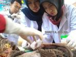 tim-dinas-pertanian-kota-malang-memeriksa-jeroan-hewan-kurban-di-rssa-kota-malang_20150924_101422.jpg
