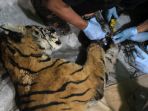 tim-konservasi-temukan-harimau-sumatra-mati-terjerat-tali-pembur_20200519_153116.jpg