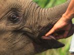 tim-rescue-evakuasi-anak-gajah-liar-yang-terkena-jerat_20191017_144844.jpg