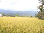 tingkatkan-kapasitas-dan-mutu-benih-kementan-dorong-peran-penangkar.jpg