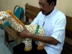 tips-jatuhkan-sapi-kurban_20160829_110413.jpg