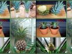 tips-mahkota-nanas_20160205_221630.jpg