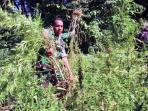 tni-musnahkan-ladang-ganja-di-aceh_20150321_144058.jpg