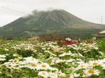 tomohon-international-flower-festival-tiff_20160810_095412.jpg