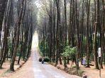 top-selfie-pinus-kragilan-magelang.jpg