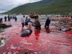 tradisi-berburu-paus-di-kepulauan-faroe.jpg