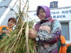 tri-rismaharini-panen-raya-padi-varietas-membrano_20160826_160410.jpg