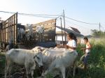 truk-sapi.jpg
