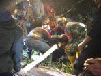 tukang-chainsaw-tewas-tertimpa-pohon.jpg